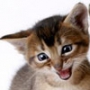 Оригинальная картинка для аватарки из категории Коты и кошки #3482