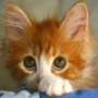 Оригинальная картинка для аватарки из категории Коты и кошки #3483
