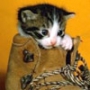 Крутая картинка для аватарки из категории Коты и кошки #3485