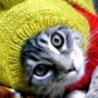 Безкоштовна картинка для аватарки из категории Коти та кішки #3537