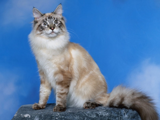 Коты