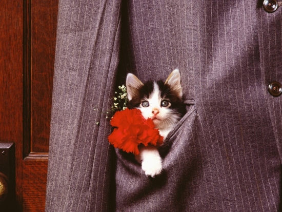 Коти