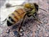 Зимовка пчел в двухкорпусных, дадановских ульях