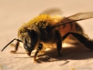 Февральские работы пчеловодов