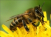 Не допускайте заражения пчел