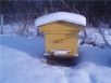 Как подготовить пчел к зиме