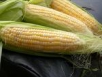 Кукуруза —  американская любимица